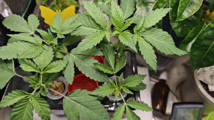 Hydro Experimente. Week 3