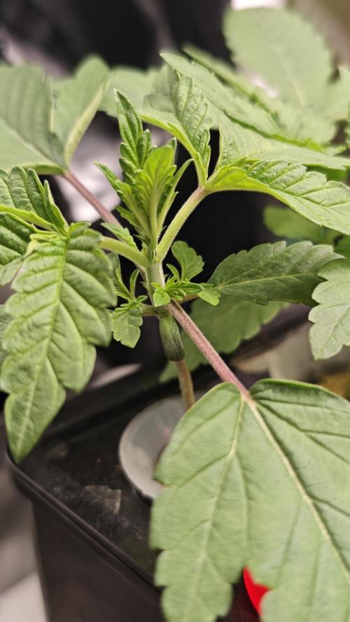 Hydro Experimente. Week 3 - Papayton 