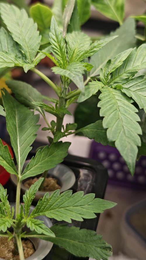 Hydro Experimente. Week 3 - Pineapple Express X Tangie 