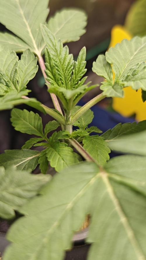 Hydro Experimente. Week 3 - Papayton 
