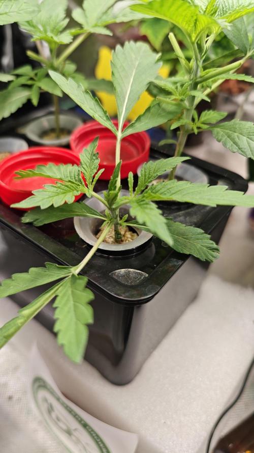 Hydro Experimente. Week 4 - Pineapple Express X Tangie Freak Edition 