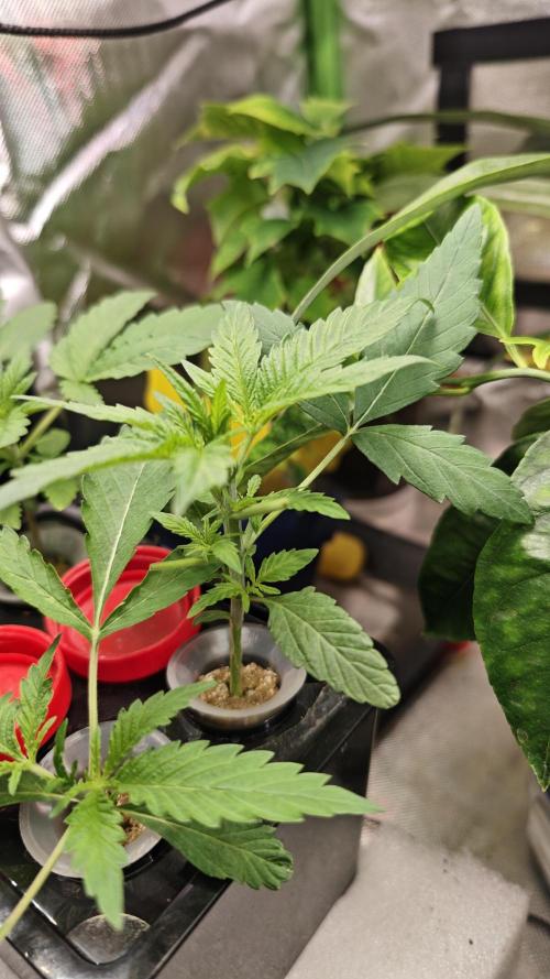 Hydro Experimente. Week 4 - Pineapple Express X Tangie 