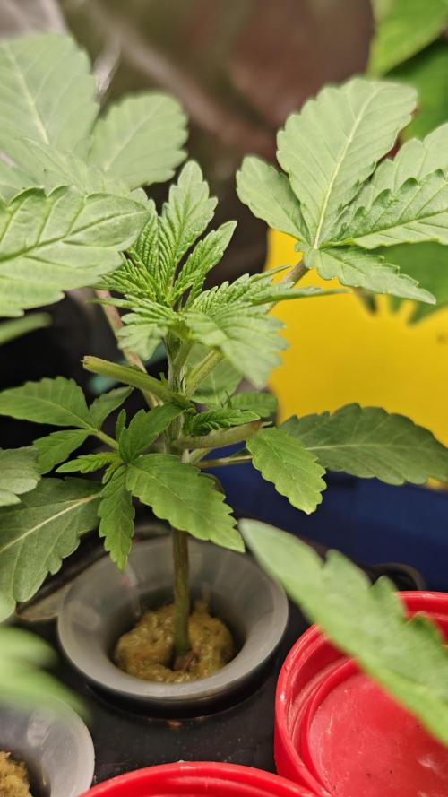 Hydro Experimente. Week 4 - Papayton 