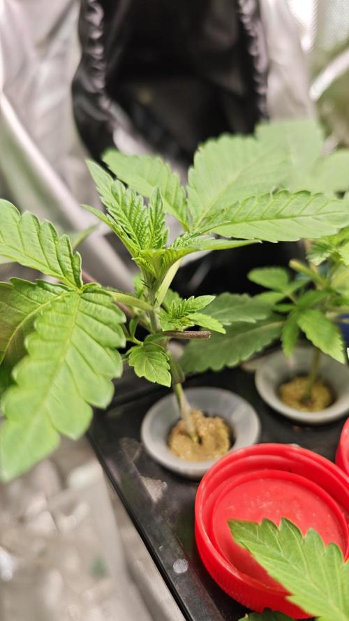 Hydro Experimente. Week 4 - Papayton 