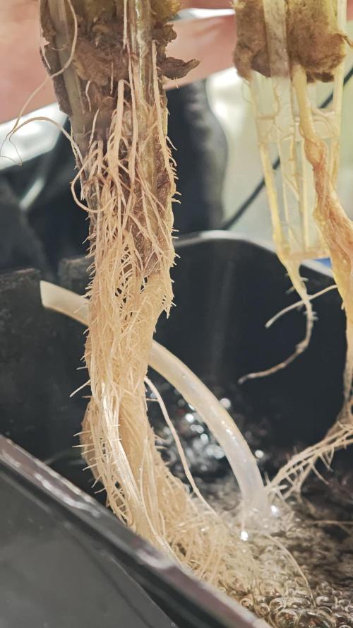 Hydro Experimente. Week 4 - Papayton 