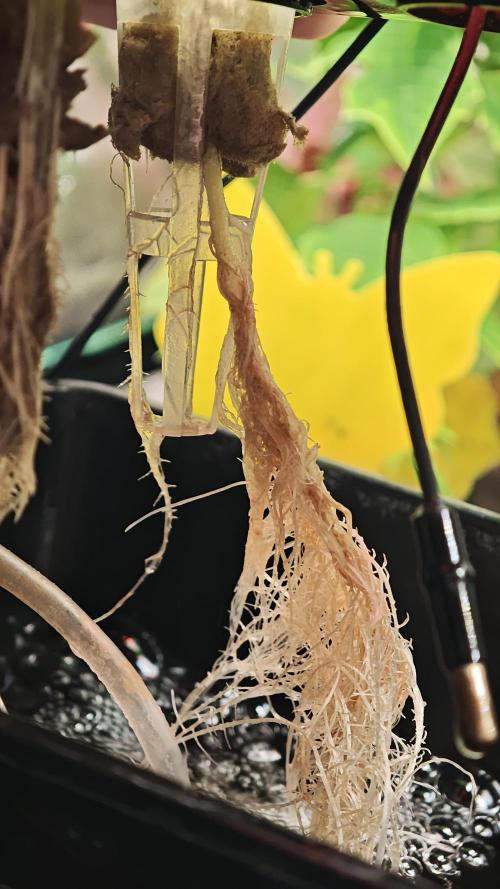Hydro Experimente. Week 4 - Papayton 