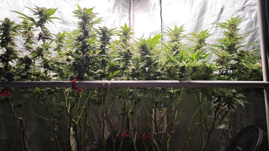 Eck Oase. Week 9 - Links Papayton
Rechts Forbidden Nectar 