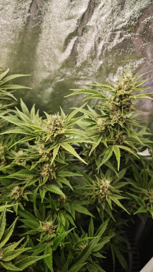Eck Oase. Week 9 - Forbidden Nectar 