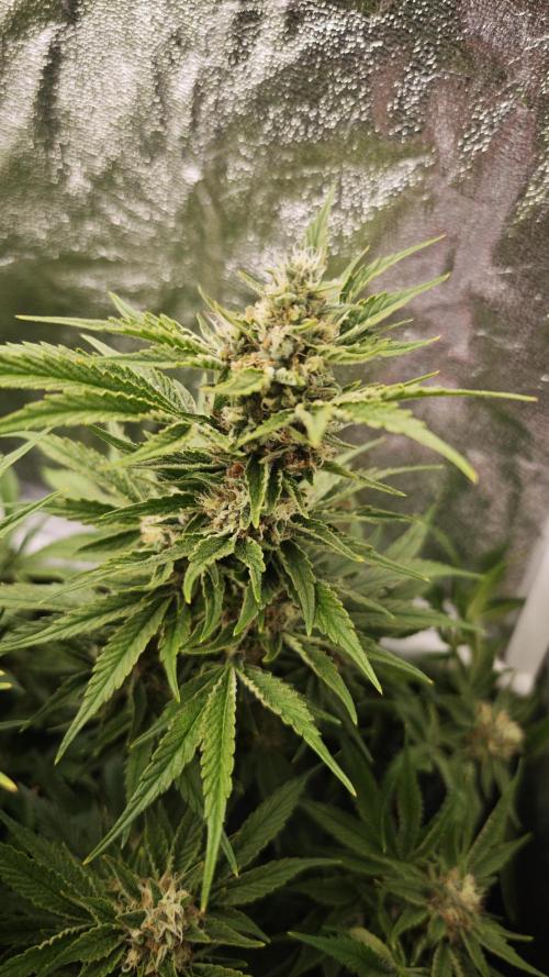 Eck Oase. Week 9 - Forbidden Nectar 