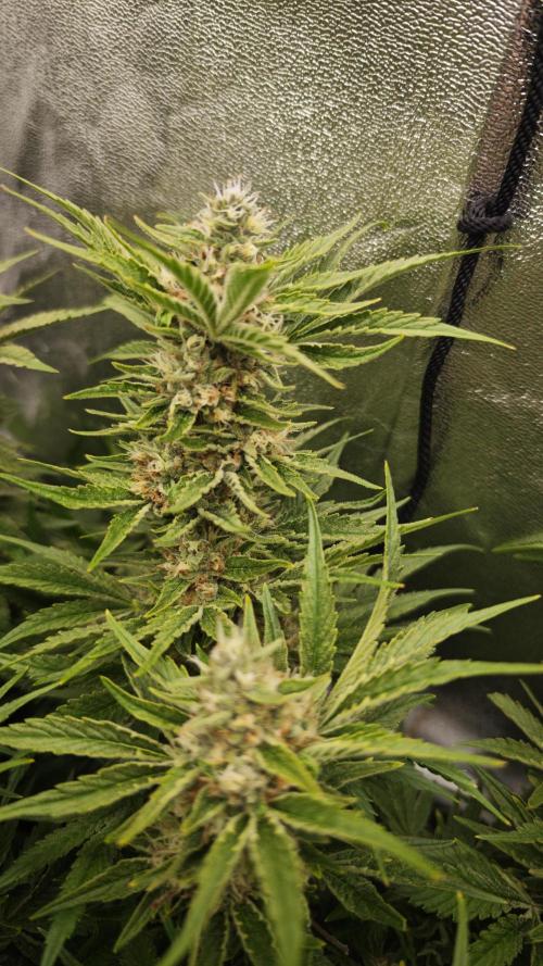 Eck Oase. Week 9 - Forbidden Nectar 