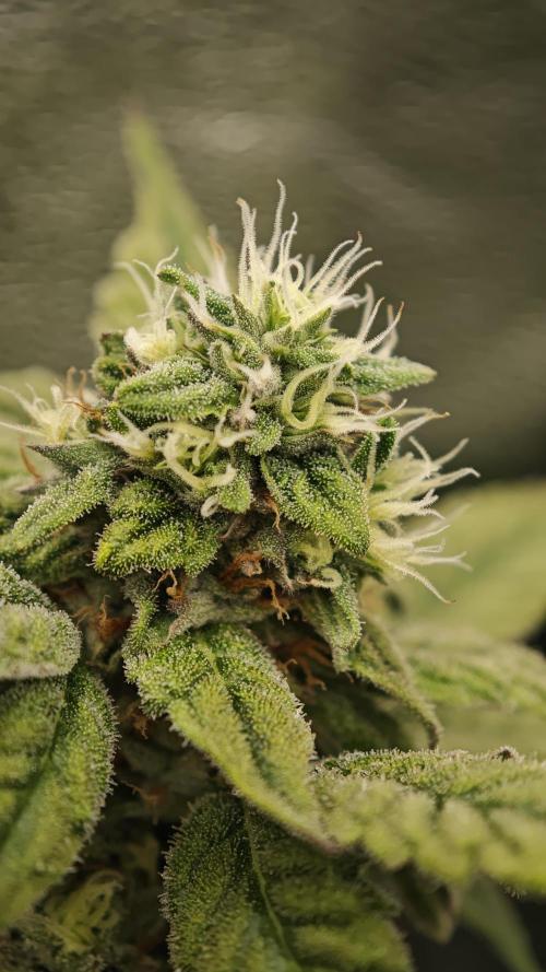 Eck Oase. Week 9 - Forbidden Nectar 
