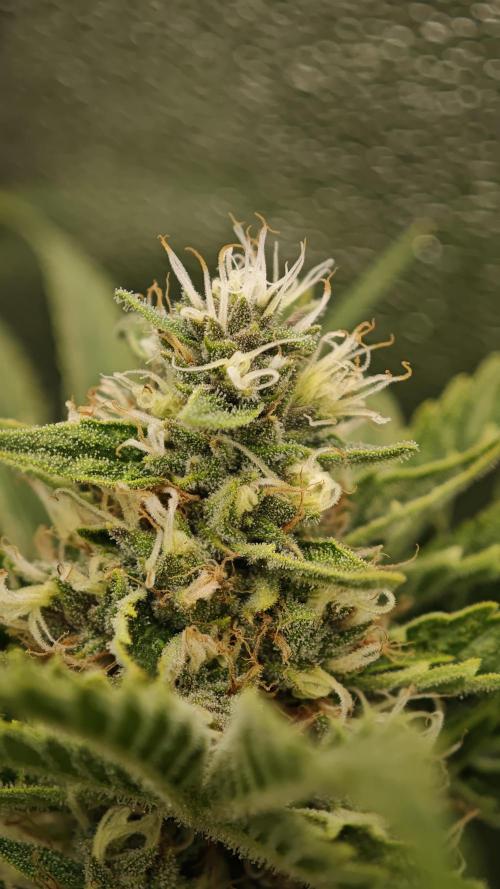 Eck Oase. Week 9 - Forbidden Nectar 