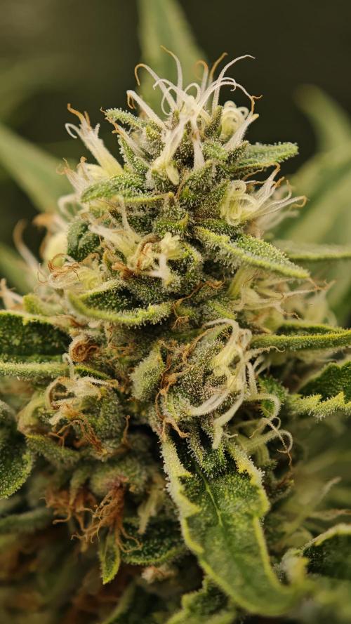 Eck Oase. Week 9 - Forbidden Nectar 
