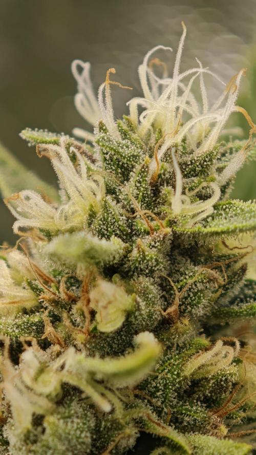 Eck Oase. Week 9 - Forbidden Nectar 