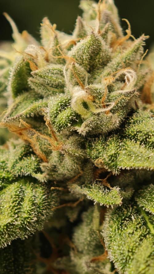Eck Oase. Week 9 - Forbidden Nectar 