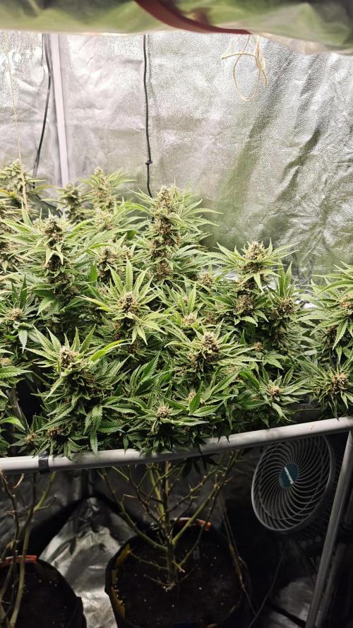 Eck Oase. Week 10 - Forbidden Nectar 