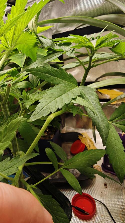 Hydro Experimente. Week 5