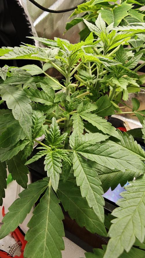 Hydro Experimente. Week 5