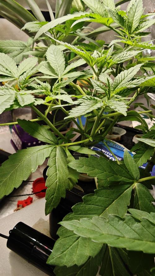 Hydro Experimente. Week 5