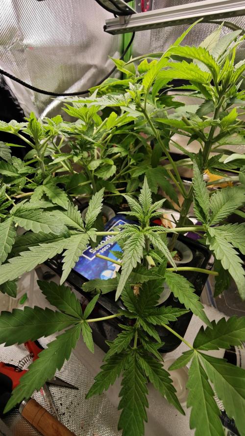 Hydro Experimente. Week 5