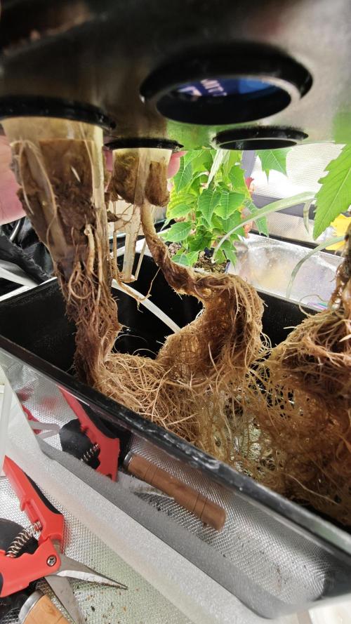 Hydro Experimente. Week 5
