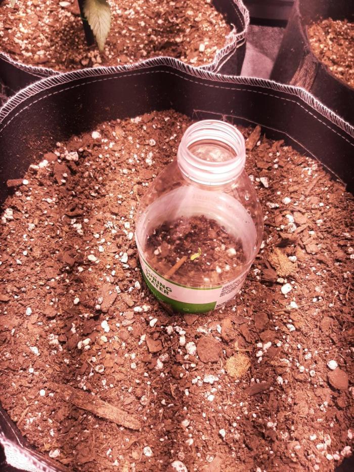 Dark saber by growlahoma. Week 1 - Not much to show