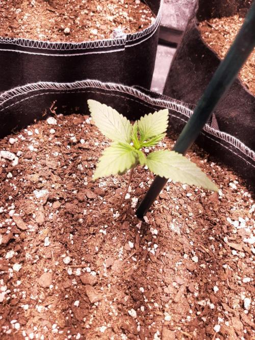 Dark saber by growlahoma. Week 2