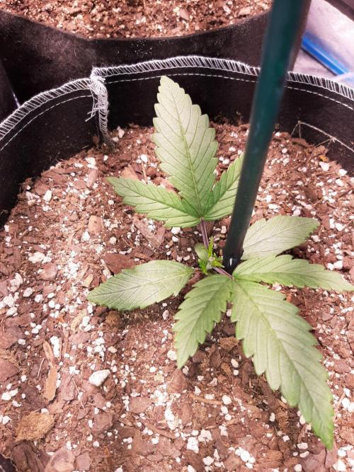 Dark saber by growlahoma. Week 2