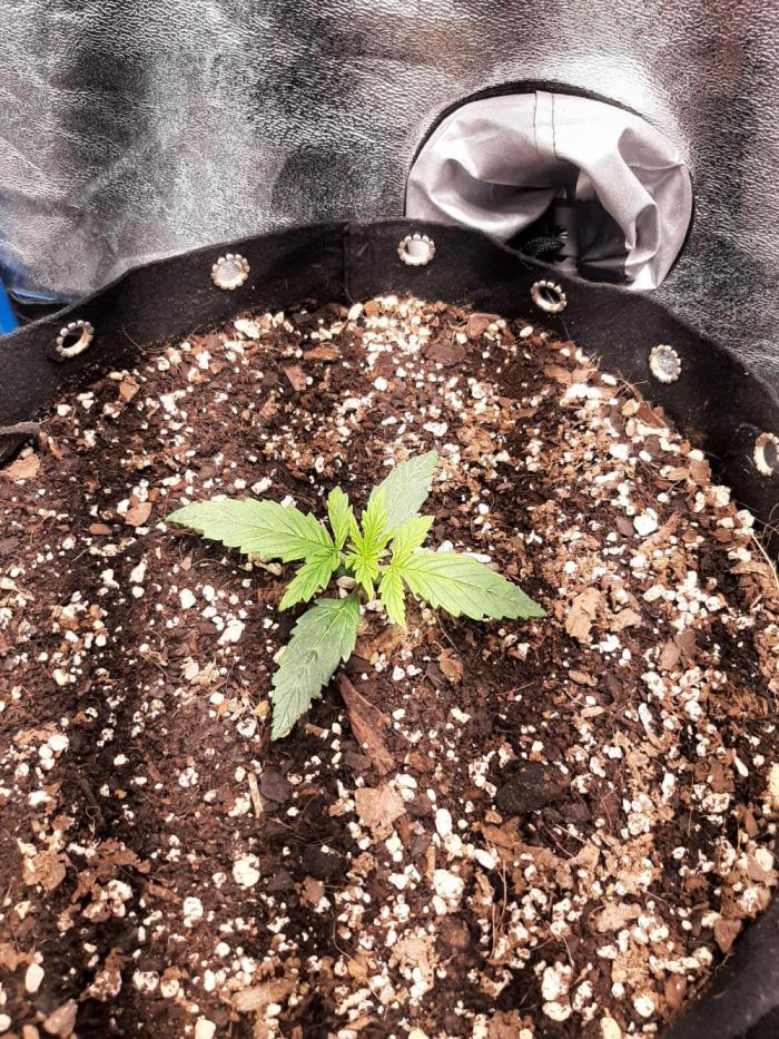 Sour gas. Week 1 - Fighting low rh