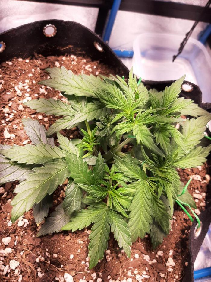 Sour gas. Week 2 - Not much going on, bushy as hell