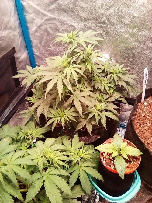 Sour Gas. Week 4
