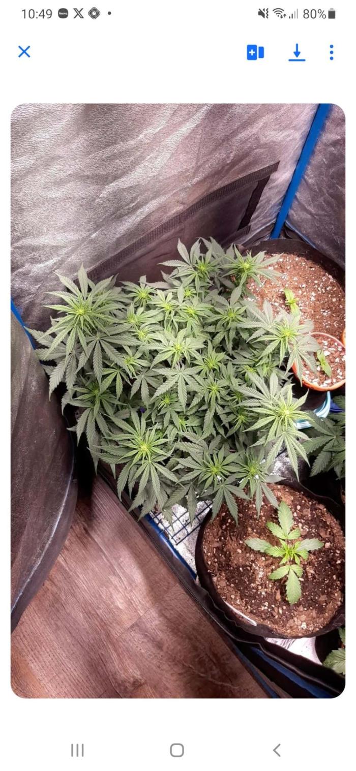 Sour gas. Week 5 - She's so thick idek where to begin defilation