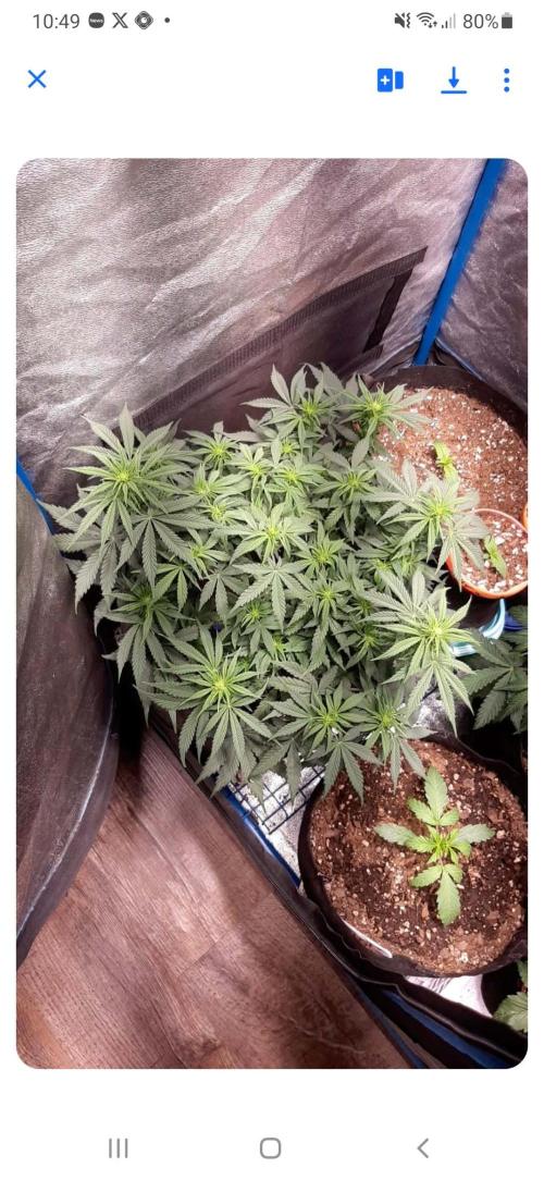 Sour Gas. Week 5