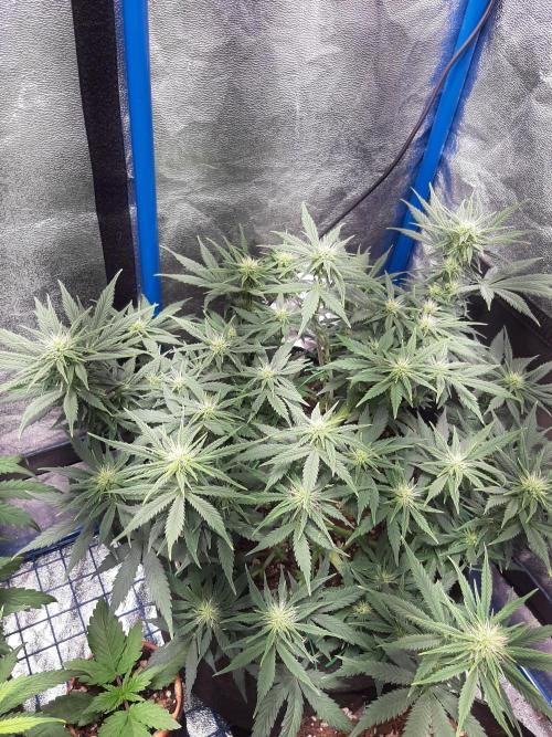 Sour gas. Week 6 - She's stacked, defoilated and swelling