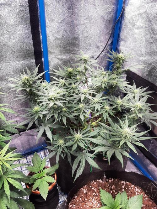 Sour Gas. Week 6