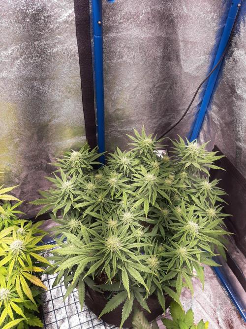 Sour gas. Week 8