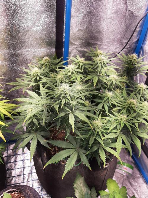 Sour gas. Week 8