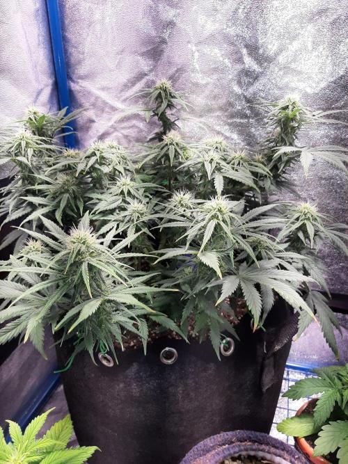 Sour Gas. Week 8