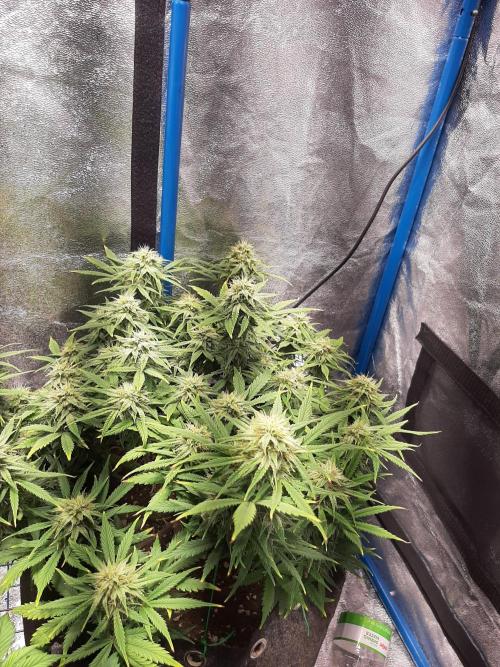 Sour gas. Week 9 - She's swelling, kinda burnt her tips too but this last watering I flushed