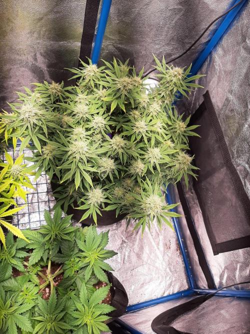 Sour Gas. Week 9