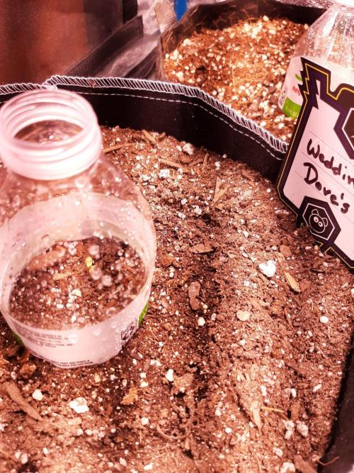 Mephisto-wedding doves. Week 1