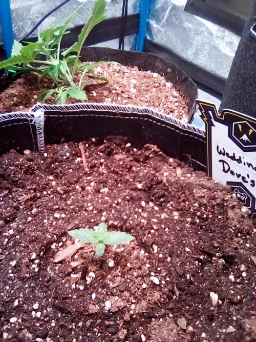 Mephisto-wedding doves. Week 1