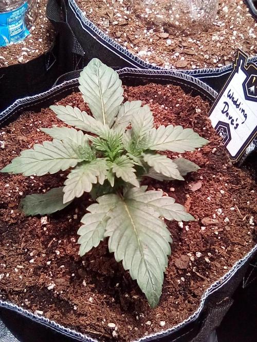 Mephisto-wedding doves. Week 2 - Day 12