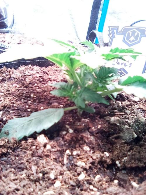 Mephisto-wedding doves. Week 2 - Day 12