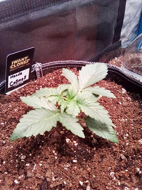 Mendo20- cosmos. Week 2 - A little wrinkly from overwatering at planting