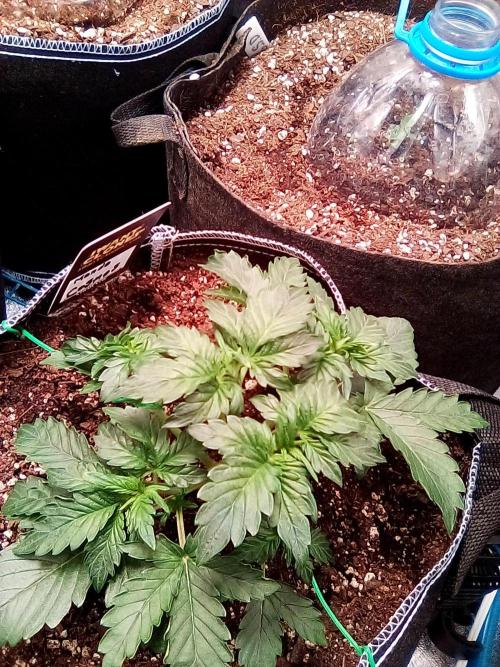Mendo20- cosmos. Week 2 - Day twenty