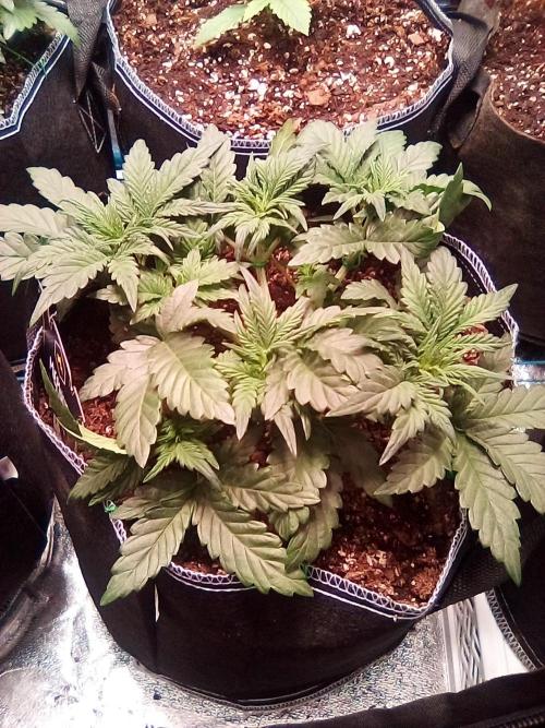 Mephisto-wedding doves. Week 3