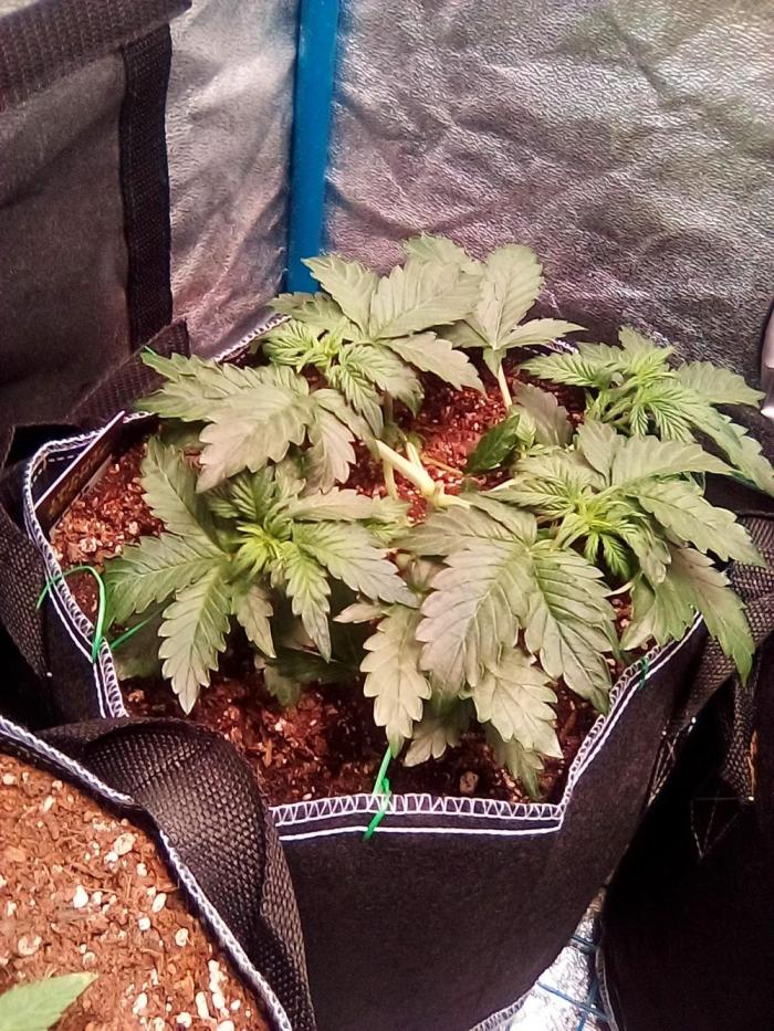 Mendo20- cosmos. Week 3 - Topped n spread open lmfao