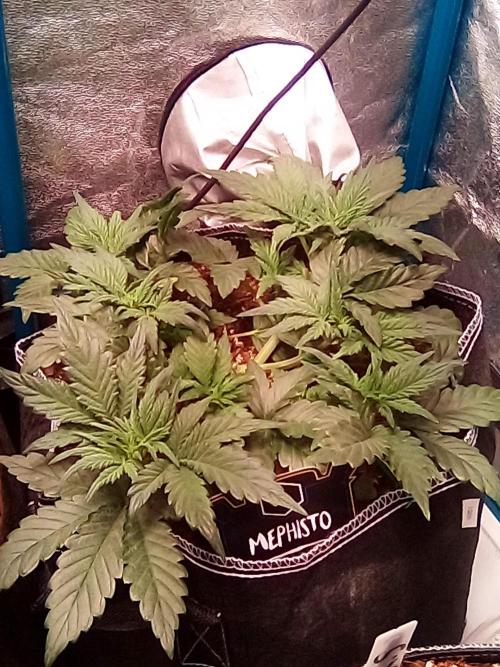 Mephisto-wedding doves. Week 3 - These two pics are a few days apart