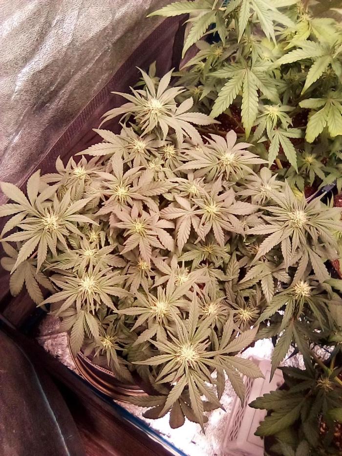 Mephisto-wedding doves. Week 5